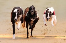 Decline in greyhound racing entries due to kennel cough