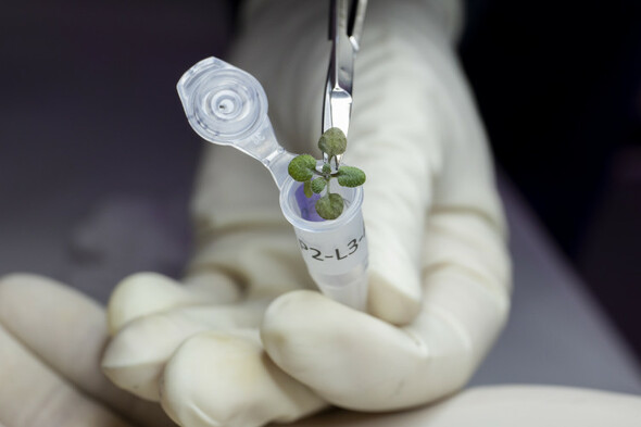 Scientists successfully grow plants in soil from the moon - Vimarsana News