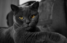 Poll: Are you superstitious?