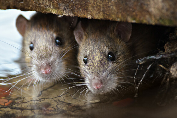 Mice, rats and slugs among pests that plagued Leinster House in past six months - Vimarsana News