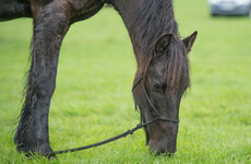 Nearly 3,000 thoroughbred horses slaughtered for meat in Ireland since 2020