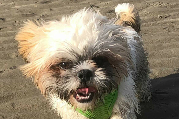 Opinion: Legislation must be improved so that seized puppies can be rehomed - Vimarsana News
