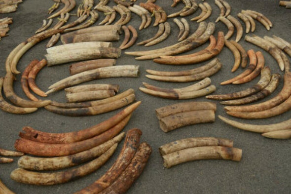 1.5 tonnes of elephant ivory have been seized in southeast DR Congo - Vimarsana News