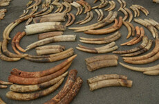 1.5 tonnes of elephant ivory have been seized in southeast DR Congo