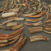 1.5 tonnes of elephant ivory have been seized in southeast DR Congo