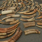 1.5 tonnes of elephant ivory have been seized in southeast DR Congo