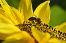 The Bee Guy: On World Bee Day, let's not just focus on the honey bees