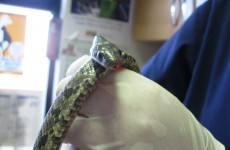 Texan snake discovered at St James's Gate