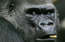 Humans share more diseases with primates than previously thought