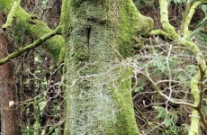Ireland now has the 'second-smallest' forest area in Europe