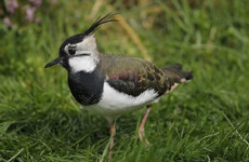 €17 million needed to save Ireland’s most threatened birds says BirdWatch Ireland