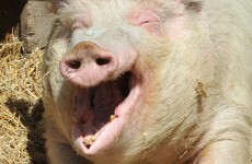 Drink up: Your bacon is getting cold