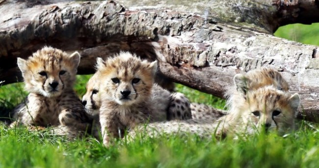 In pics, video: septuplet Cheetah cubs make public debut