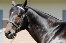 DNA test to help identify superhorses