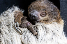 First-ever baby sloth born at Fota Wildlife Park