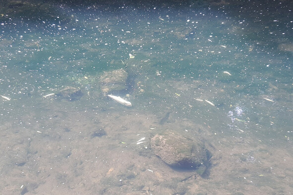 Over 500 brown trout die in fish kill in Kildare river - Vimarsana News