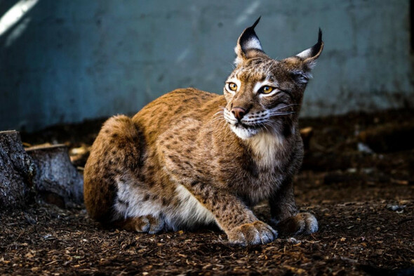 Bringing native lynx and wolves back to Ireland could help curb damaging deer, research finds - Vimarsana News