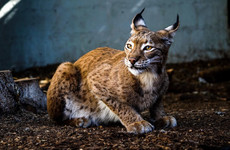 Bringing native lynx and wolves back to Ireland could help curb damaging deer, research finds