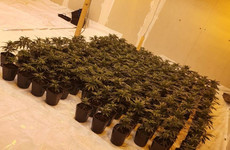 Man (40s) arrested after €150,000 worth of cannabis herb and plants seized in Galway