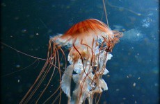 Deadly jellyfish-like 'Man-of-war' in Irish waters