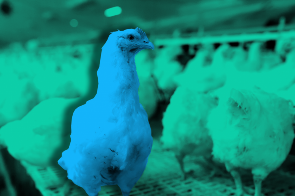 Deaths of at least 80 cows in last decade linked to spreading of poultry manure - Vimarsana News