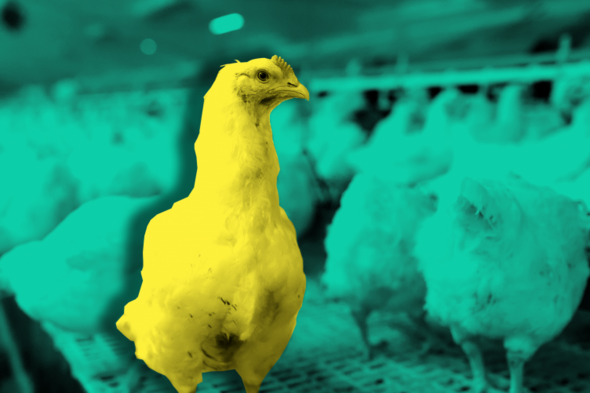 'Potential fraud' in poultry farm planning applications investigated in the North - Vimarsana News