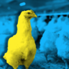 'Canary in the coal mine': Protected nature areas under pressure from poultry farming