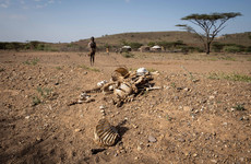 'All of the animals will die': Kenyan farmers in crisis during worst drought in 40 years