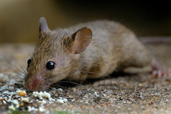 Mice eating through box of Milk Tray among pest problems at Garda headquarters over past year - Vimarsana News