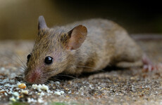 Mice eating through box of Milk Tray among pest problems at Garda headquarters over past year