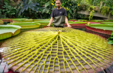 New giant waterlily and ‘botanical wonder of the world’ discovered in London
