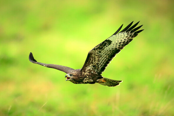 Farmer fined €500 for poisoning protected bird species in Co Wicklow - Vimarsana News