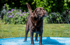Here's how to keep your pets safe and cool during the hot weather