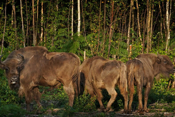 Two bison from Ireland are now roaming a UK forest for biodiversity - Vimarsana News