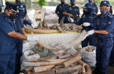 Malaysian officials seize African elephant tusks and pangolin scales worth over €17 million