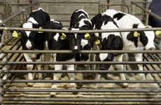 State is allowing calves to be transported to Europe in a cruel manner, claims NGO