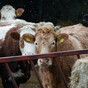 'Impossible' targets would undermine agri-sector's 'green image', McConalogue told Ryan