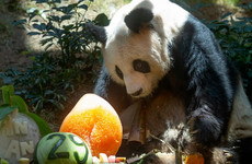 World’s oldest male giant panda dies at age 35 in Hong Kong