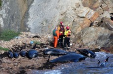 16 whales die after being stranded on Scottish beach