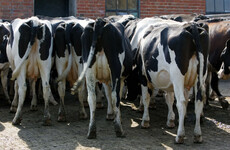 John Gibbons: In climate policy, agri-lobbyists are the tail wagging the government's dog