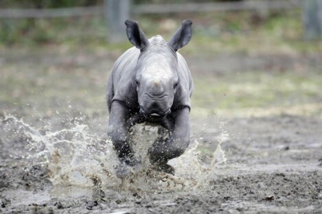 Chaaaarge!