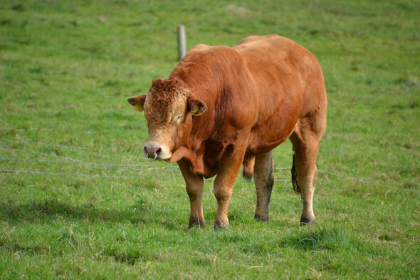 EU approval sought for Irish grass-fed beef to be given same protected status as Champagne - Vimarsana News