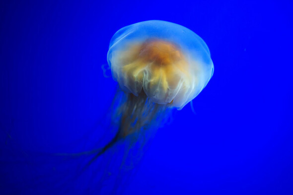 Warning issued to bathers after Lion's Mane jellyfish spotted at east coast beaches - Vimarsana News