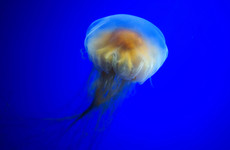 Warning issued to bathers after Lion's Mane jellyfish spotted at east coast beaches