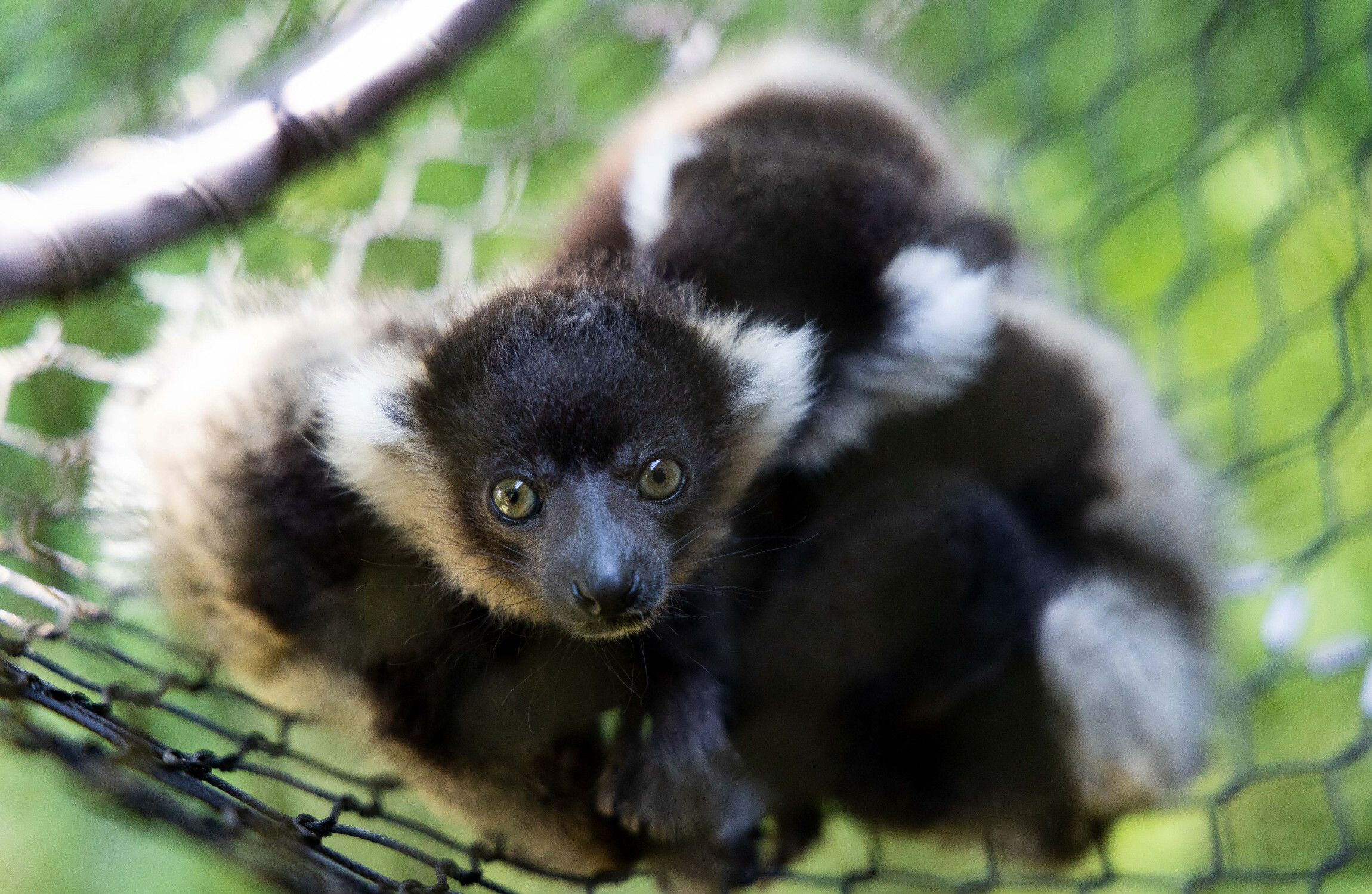 Three critically endangered lemur babies born at Fota Wildlife Park - Vimarsana News