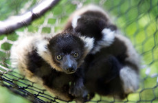 Three critically endangered lemur babies born at Fota Wildlife Park