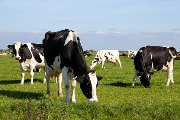Poll: Is a 25% cut in agricultural emissions high enough? - Vimarsana News