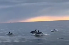 VIDEO: Playful dolphin pod joins boat in Dublin Bay