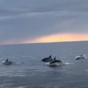 VIDEO: Playful dolphin pod joins boat in Dublin Bay