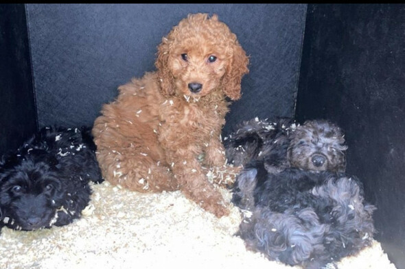 Man arrested after PSNI seize 57 puppies, three dogs and a cat in Belfast - Vimarsana News